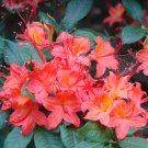 Rhododendron Azalea Rose Red Flowers 200 Seeds