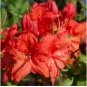 Rhododendron Azalea Rose Red Flowers 200 Seeds