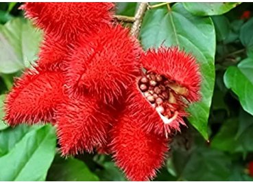Lipstick Flower 30 Seeds