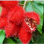 Lipstick Flower 30 Seeds