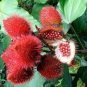 Lipstick Flower 30 Seeds