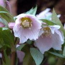 Helleborus thibetanus Flower 100 Seeds