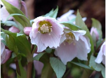 Helleborus thibetanus Flower 100 Seeds