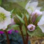 Helleborus thibetanus Flower 100 Seeds
