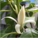 Michelia Alba Flower White Flowers 40 Seeds