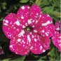 Gladiolus Flower Pink Flowers with White Spots 240 Seeds