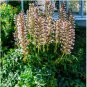 Bear's Breeches Plant 20 Seeds