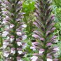 Bear's Breeches Plant 20 Seeds