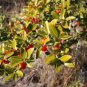 Ilex vomitoria Yaupon Holly Tree 240 Seeds