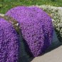 Creeping Thyme Bonsai Purple Flowers 200 Seeds