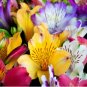 Peruvian Lily Bonsai Mixed 200 Seeds