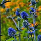 Sea Holly Eryngium Alpinum 200 Seeds
