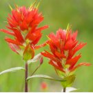 Castilleja linariifolia 100 Seeds