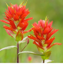 Castilleja linariifolia 100 Seeds