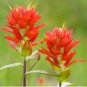 Castilleja linariifolia 100 Seeds