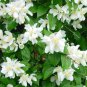 Philadelphus coronarius Mock Orange Flower 40 Seeds