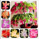 Schlumbergera Flores Christmas Cactus Plant Mixed Flowers 200 Seeds