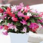 Schlumbergera Flores Christmas Cactus Plant Mixed Flowers 200 Seeds