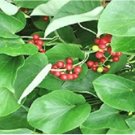 Tinospora Cordifolia Giloy Guduchi 20 Seeds