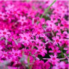 Phlox Subulata Wild Pink Moss Phlox 60 Seeds