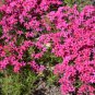 Phlox Subulata Wild Pink Moss Phlox 60 Seeds
