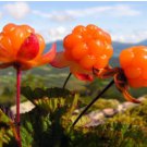 Rare and Special Cloudberry (Rubus Chamaemorus) Artic Raspberry Fresh 200 Seeds
