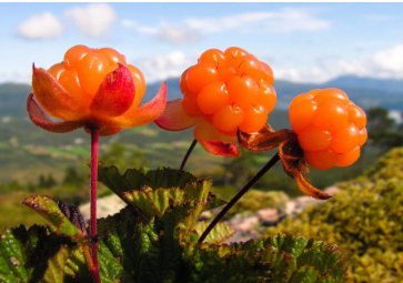 Rare and Special Cloudberry (Rubus Chamaemorus) Artic Raspberry Fresh 200 Seeds