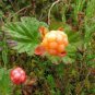 Rare and Special Cloudberry (Rubus Chamaemorus) Artic Raspberry Fresh 200 Seeds