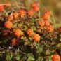 Rare and Special Cloudberry (Rubus Chamaemorus) Artic Raspberry Fresh 200 Seeds
