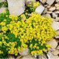 GOLDEN ACRE SEDUM STONECROP GOLD MOSS Flower 400 Seeds
