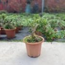 Japanese Pistacia weinmannifolia Bonsai 100 Seeds