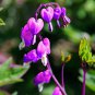 Dicentra Spectabilis PURPLE AURORA 20 Seeds