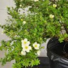 Potentilla Fruticosa Potentilla Fruticosa Bonsai Plantas 200 Seeds