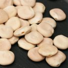 Lupini Beans Sweet Lupini 200 Seeds