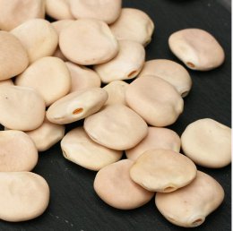 Lupini Beans Sweet Lupini 200 Seeds