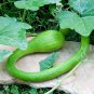 Climbing Zucchini 100 Seeds
