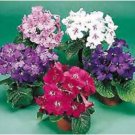 Streptocarpus Concorde Mix Flower 200 Seeds