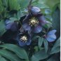 Black Hellebore Flower 20 Seeds
