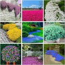 Mixed Creeping Thyme Cress Rock 400 Seeds