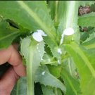 Wild Lettuce Plant 40 Seeds