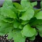 Wild Lettuce Plant 40 Seeds