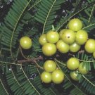 Phyllanthus emblica 20 Seeds