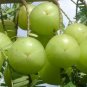 Phyllanthus emblica 20 Seeds