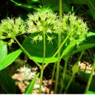 Wild Sarsaparilla Plant 20 Seeds