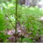Wild Sarsaparilla Plant 20 Seeds