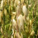 Hulless Oats Plant 200 Seeds
