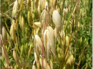 Hulless Oats Plant 200 Seeds
