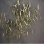 Hulless Oats Plant 200 Seeds