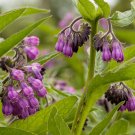 Comfrey (symphytum Officinale) Perennial Easy to Seasons 100 Seeds