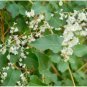 Silver LACE Vine Polygonum Aubertii 20 Seeds